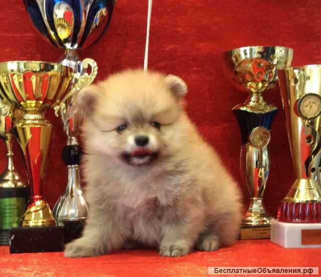 Маленький комочек счастья