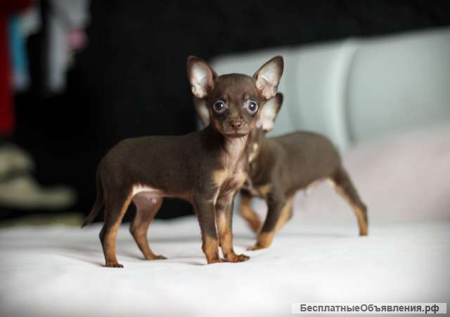 Щенки той-терьер