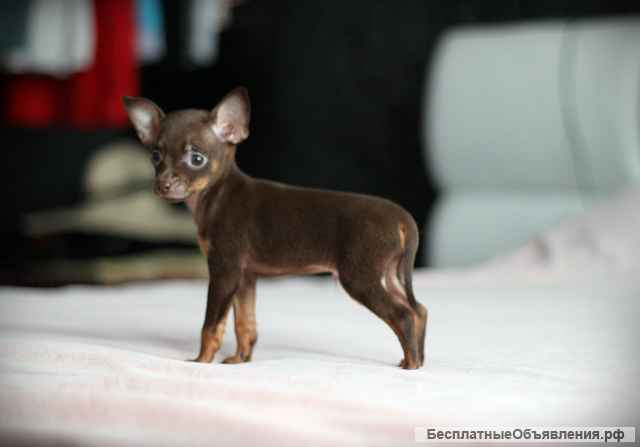 Щенки той-терьер