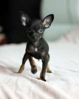 Щенки той-терьер