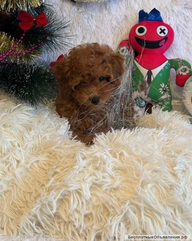 Нереально классный малыш той-пудель