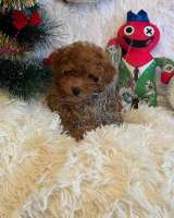 Нереально классный малыш той-пудель