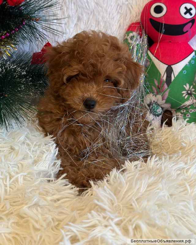 Нереально классный малыш той-пудель