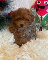 Нереально классный малыш той-пудель