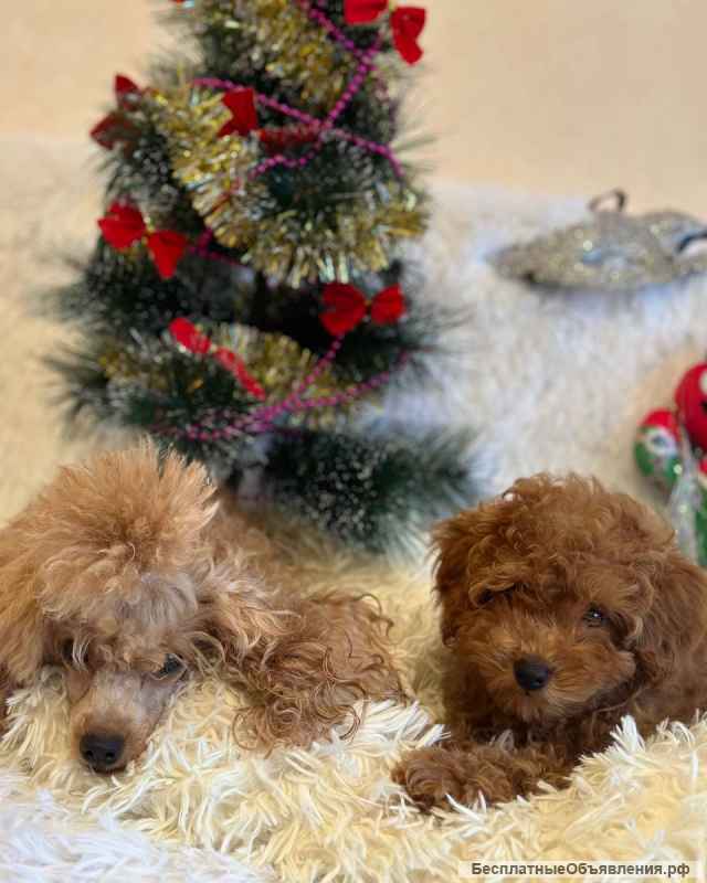 Нереально классный малыш той-пудель