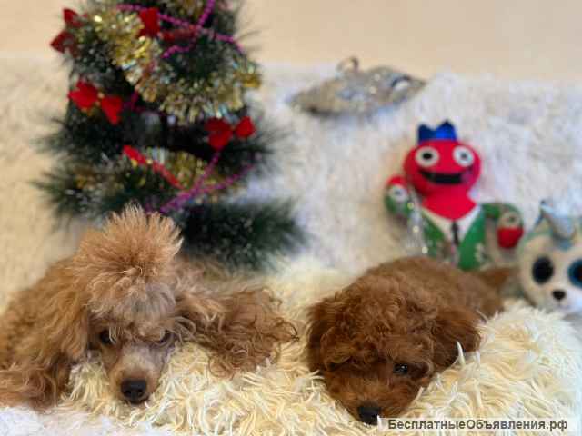 Нереально классный малыш той-пудель