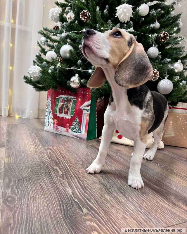 Щенки Бигль