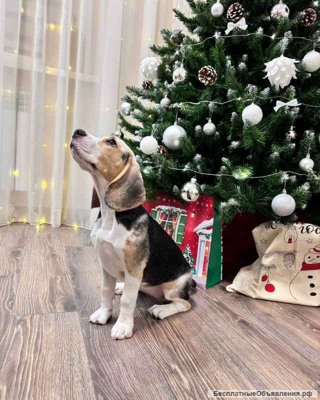 Щенки Бигль