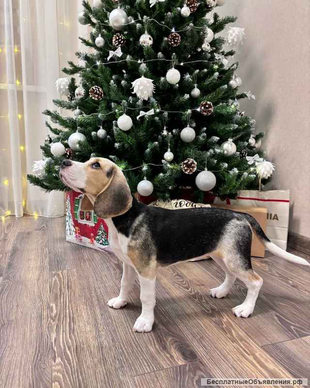 Щенки Бигль