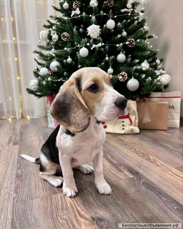 Щенки Бигль