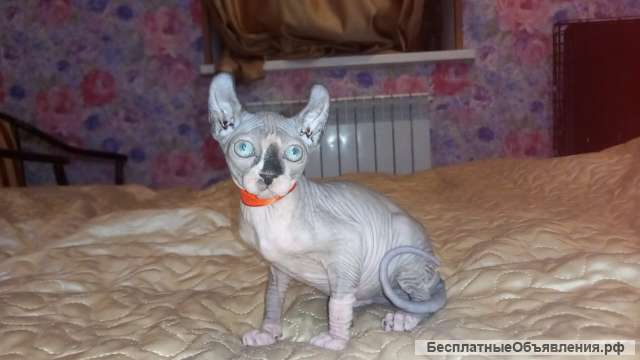 Котята эльф и эльф страйт