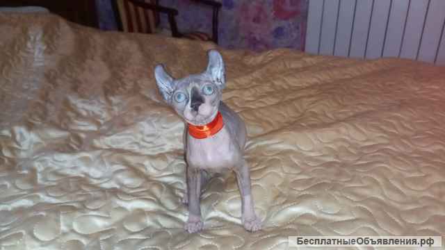 Котята эльф и эльф страйт