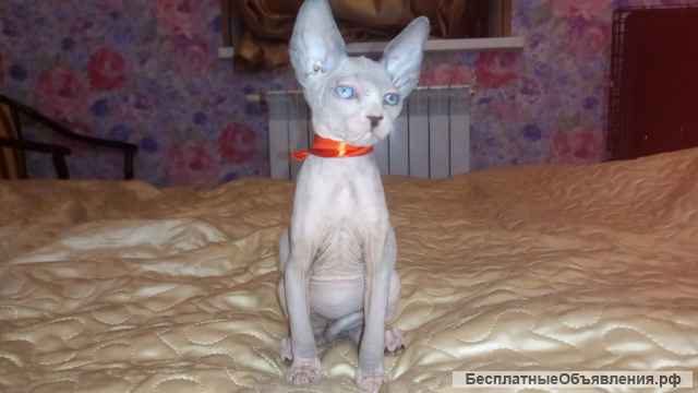 Котята эльф и эльф страйт