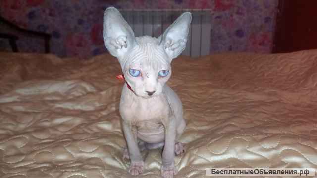 Котята эльф и эльф страйт