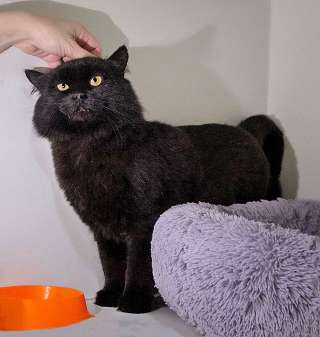 Очень ласковый домашний котик Стасик ищет дом и доброе сердце