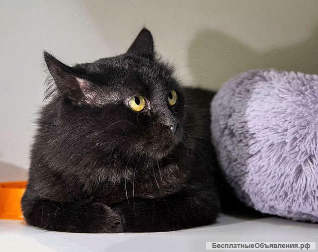 Очень ласковый домашний котик Стасик ищет дом и доброе сердце