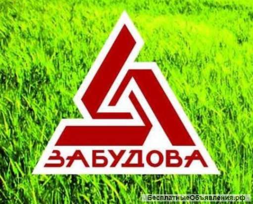 Строительные смеси ОАО ЗАБУДОВА-ЧИСТЬ