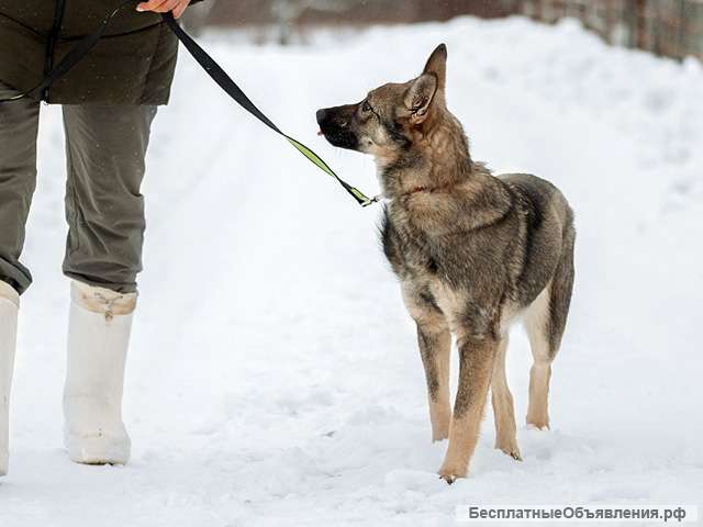 Веселый друг и чудесный компаньон, собачка-подросток Агния в добрые руки