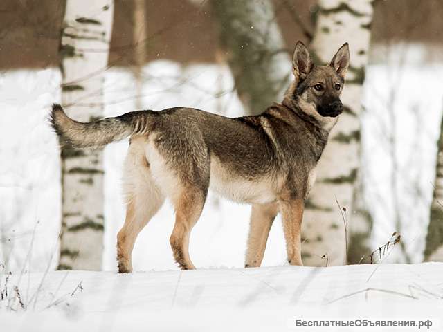 Веселый друг и чудесный компаньон, собачка-подросток Агния в добрые руки