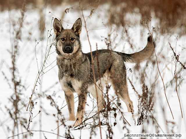 Веселый друг и чудесный компаньон, собачка-подросток Агния в добрые руки