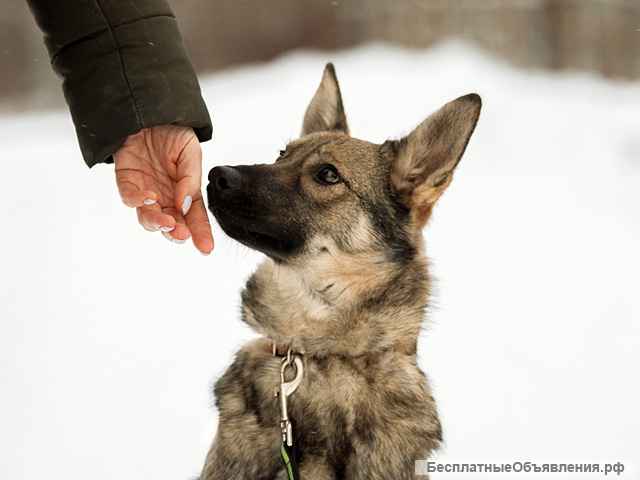 Веселый друг и чудесный компаньон, собачка-подросток Агния в добрые руки