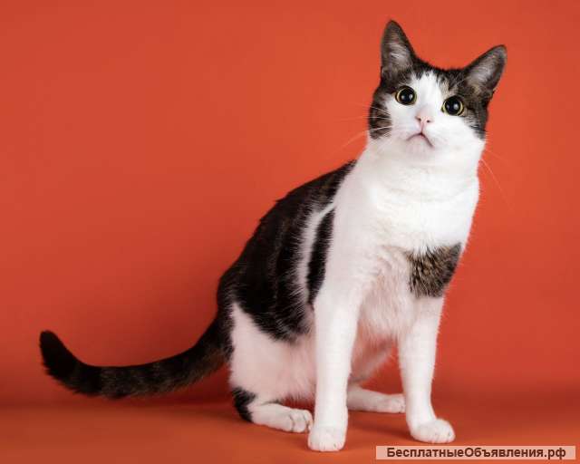 Кот Том ищет дом