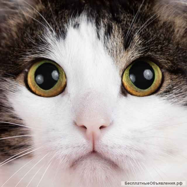 Кот Том ищет дом