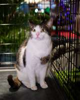 Кот Том ищет дом