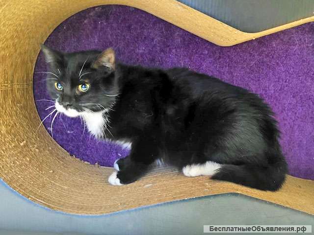 Очаровательная ласкуша Витаминка, молодая кошечка в добрые руки