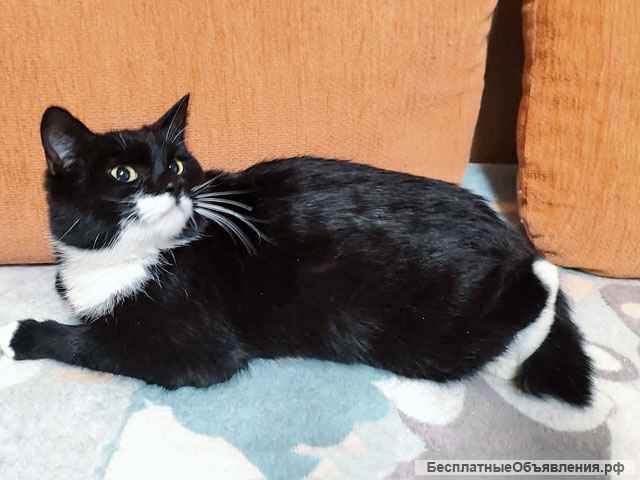 Очаровательная ласкуша Витаминка, молодая кошечка в добрые руки