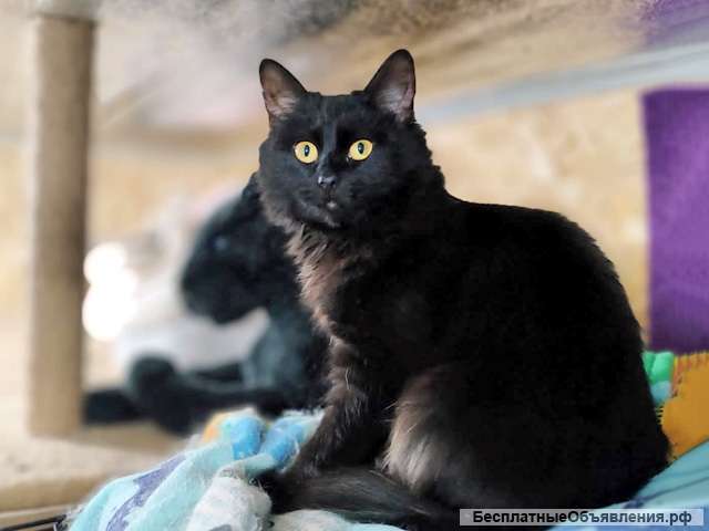 Черное чудо Клякса, ласковая домашняя кошечка-подросток в добрые руки