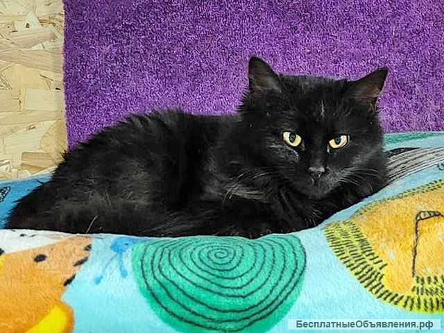 Черное чудо Клякса, ласковая домашняя кошечка-подросток в добрые руки