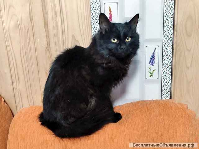 Черное чудо Клякса, ласковая домашняя кошечка-подросток в добрые руки