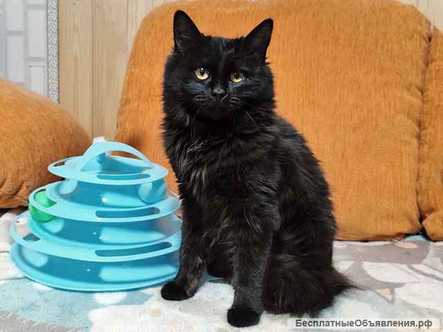 Черное чудо Клякса, ласковая домашняя кошечка-подросток в добрые руки