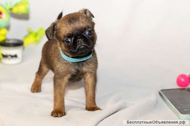 Пти брабансон шикарный миниатюрный мальчик