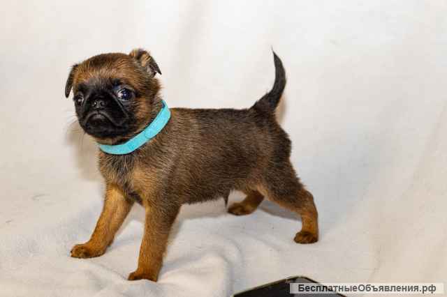 Пти брабансон шикарный миниатюрный мальчик