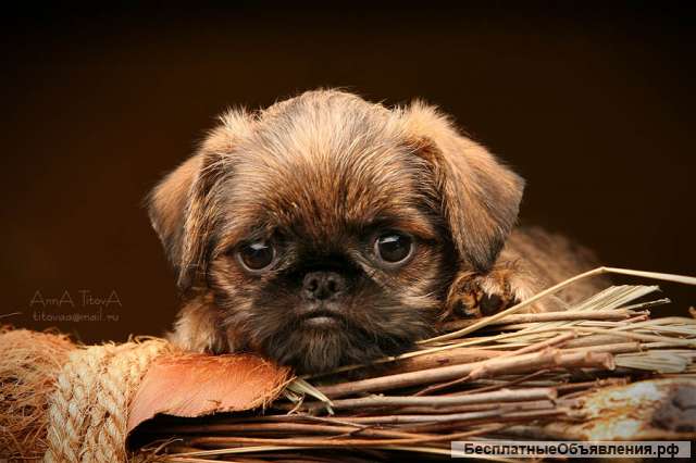 Щенки Бельгийский гриффон и Брюссельский гриффон