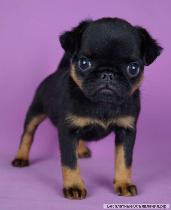 Щенки Пти-брабансон и Бельгийский гриффон