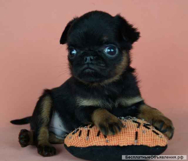 Щенки Пти-брабансон и Бельгийский гриффон