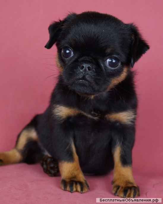 Щенки Пти-брабансон и Бельгийский гриффон