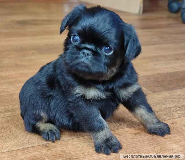 Щенки Пти-брабансон и Бельгийский гриффон