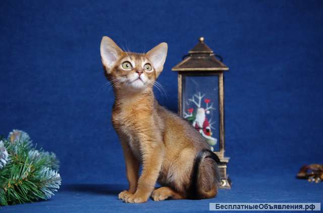 Абиссинские котята из официального питомника