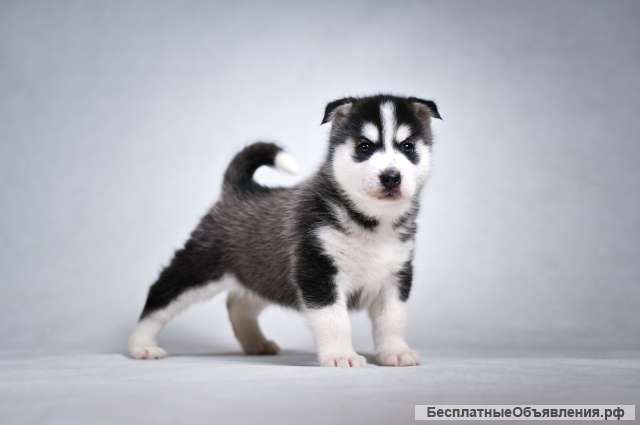 Щенки Помски (мини хаски)