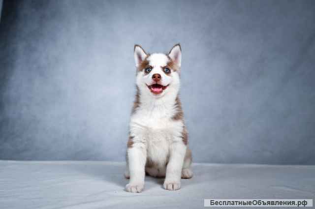 Щенки Помски (мини хаски)