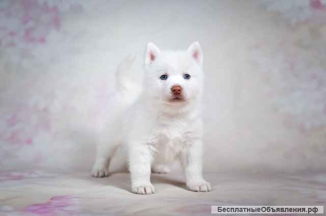 Щенки Помски (мини хаски)