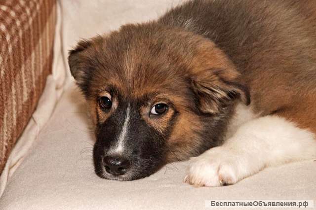 Замечательный красавец, домашний щенок Мишутка в добрые руки