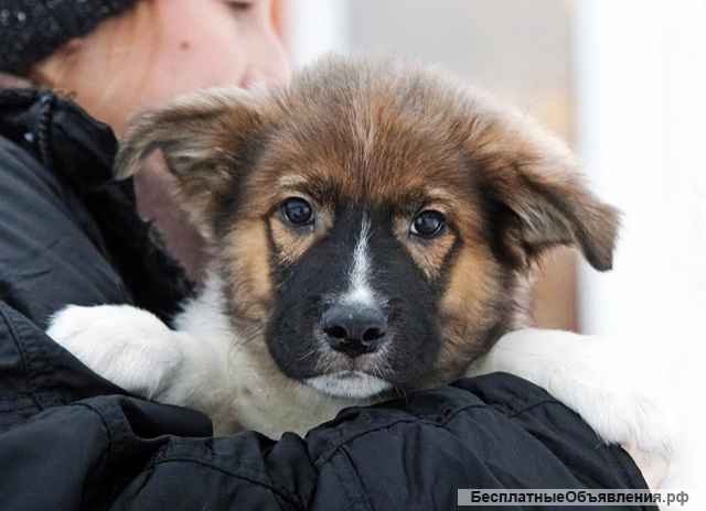 Замечательный красавец, домашний щенок Мишутка в добрые руки