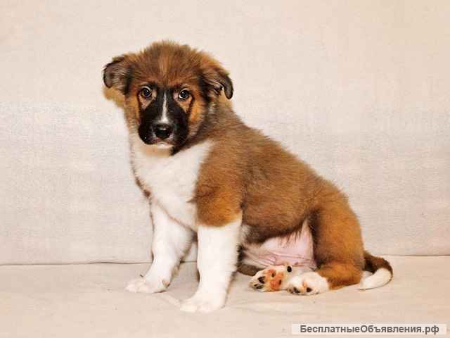 Замечательный красавец, домашний щенок Мишутка в добрые руки