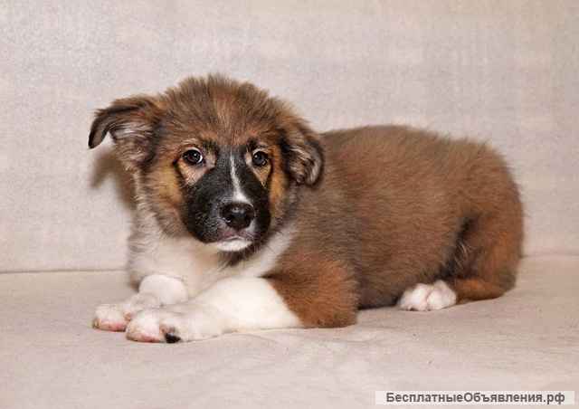 Замечательный красавец, домашний щенок Мишутка в добрые руки