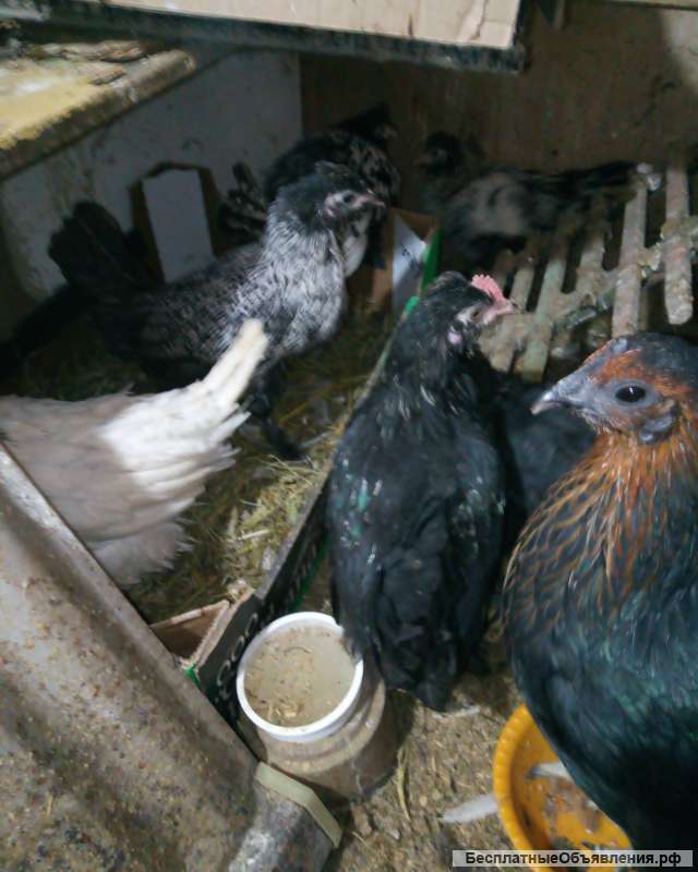 Породистые Курицы